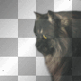 Fantasy vintage gothic cat