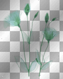 artemia