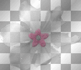 flower scrap pink silver deco transparent [1ֆ]
