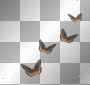 Black Brown Butterfly Butterflies.²u