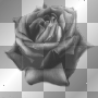 Black Rose - onedream