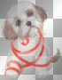 DOG HUND ANIMALS ANIMATED SWEET