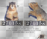 Squirrel Wanted