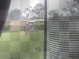My yard veiw from my room