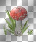 amon //  mushroom