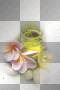 amon // still life amon // still life