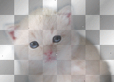 white kitten blue eyes