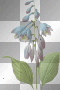 amon // flower