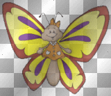 papillon