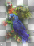 amon // birds