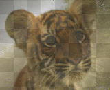 tiger tigre animal 