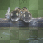 Chicks