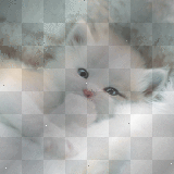 CHATON