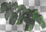 Leaves - TracyMcGibbon