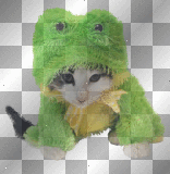soave cat frog