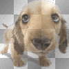 puppy lover