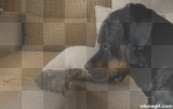 puppy lover