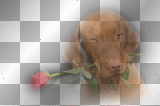 amon // dog