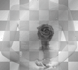 heart rose black 