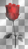 RED ROSE BY FABRYKING61