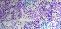 Light Purple glitter