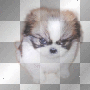 Kerstie: Angry Puppy