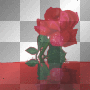 The blood of a rose