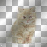 Kerstie: Kitten