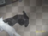 Sirius & Shadow Playing