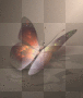 animated butterfly 