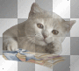 Funny Cat Kitten Wink Toons
