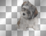 Cute Puppy Dog Animated