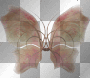 artemia