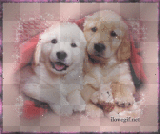 DOGS