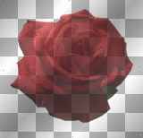 flores rojo rosa ymialma red