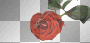 red  rose valentines by selvaggia