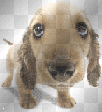 DOGS