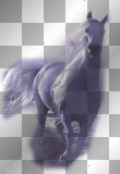 horse