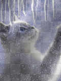 gato gifs