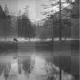 BACKGROUND GOTHIC-FOREST ANIMATED BY FABRYKING61