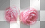 amon // pink roses