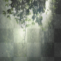 soave background rain green tree
