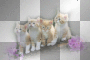 amon // cats