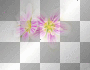 amon // pink flowers