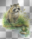 raccon