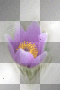amon // purple flower