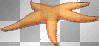 star fish