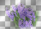 amon // spring bush