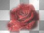 amon // red rose