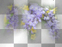 amon // wisteria flowers amon // wisteria flowers